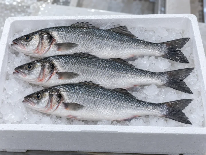 Biban de mare (toate mărimile)